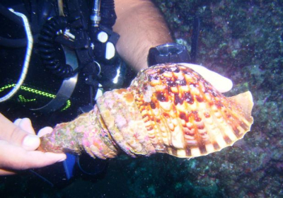 Agenzia/operatore Turistico Il Faro Diving Center